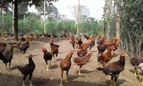 Cara Sukses Berternak Ayam Kampung Petelur dan Pedaging