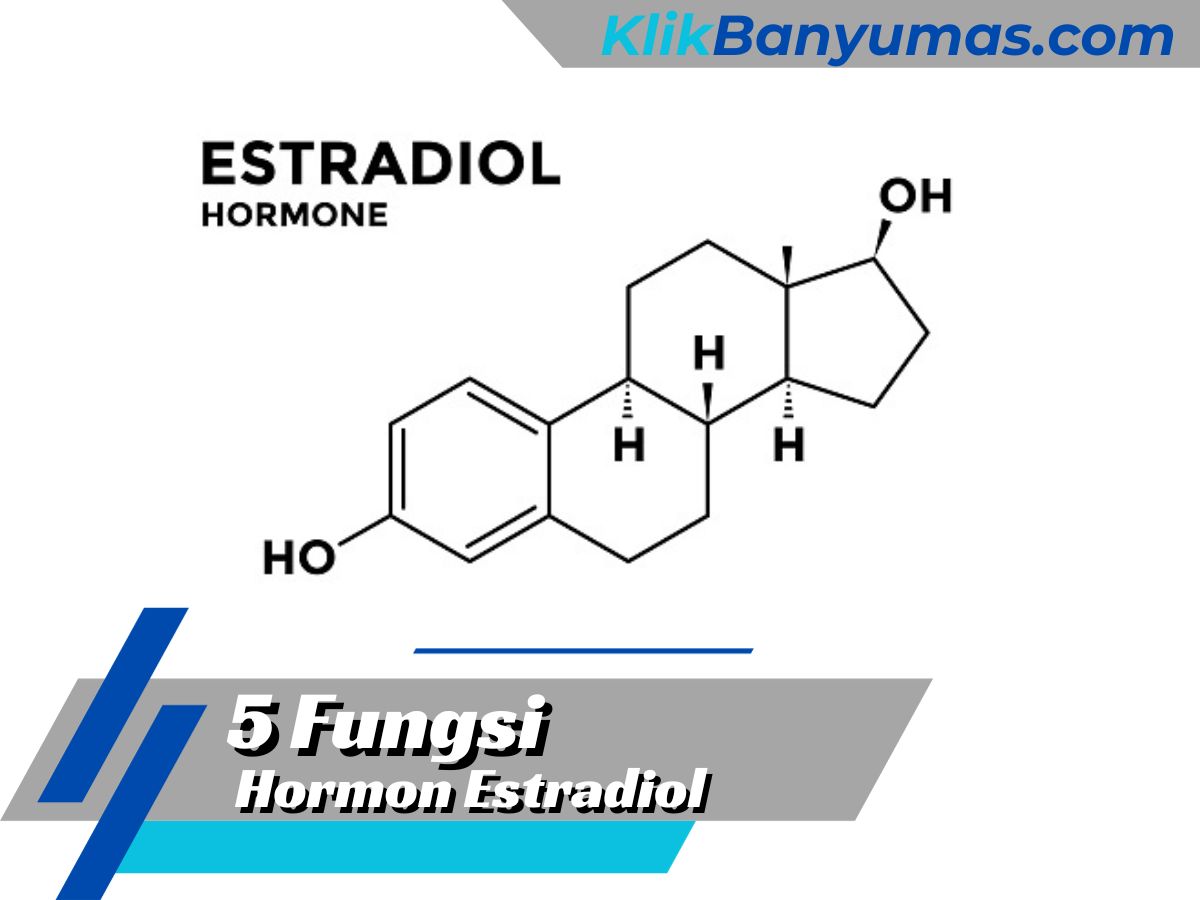 5 Fungsi Hormon Estradiol